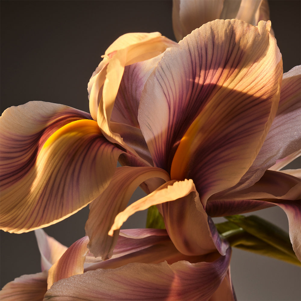 Boss Bottled Parfum_3616303173081_Hugo Boss-5