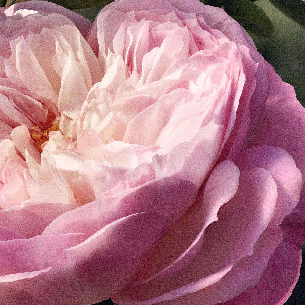 Chloé Rose Naturelle Eau de parfum Ricarica_3616303312435_Chloé-5