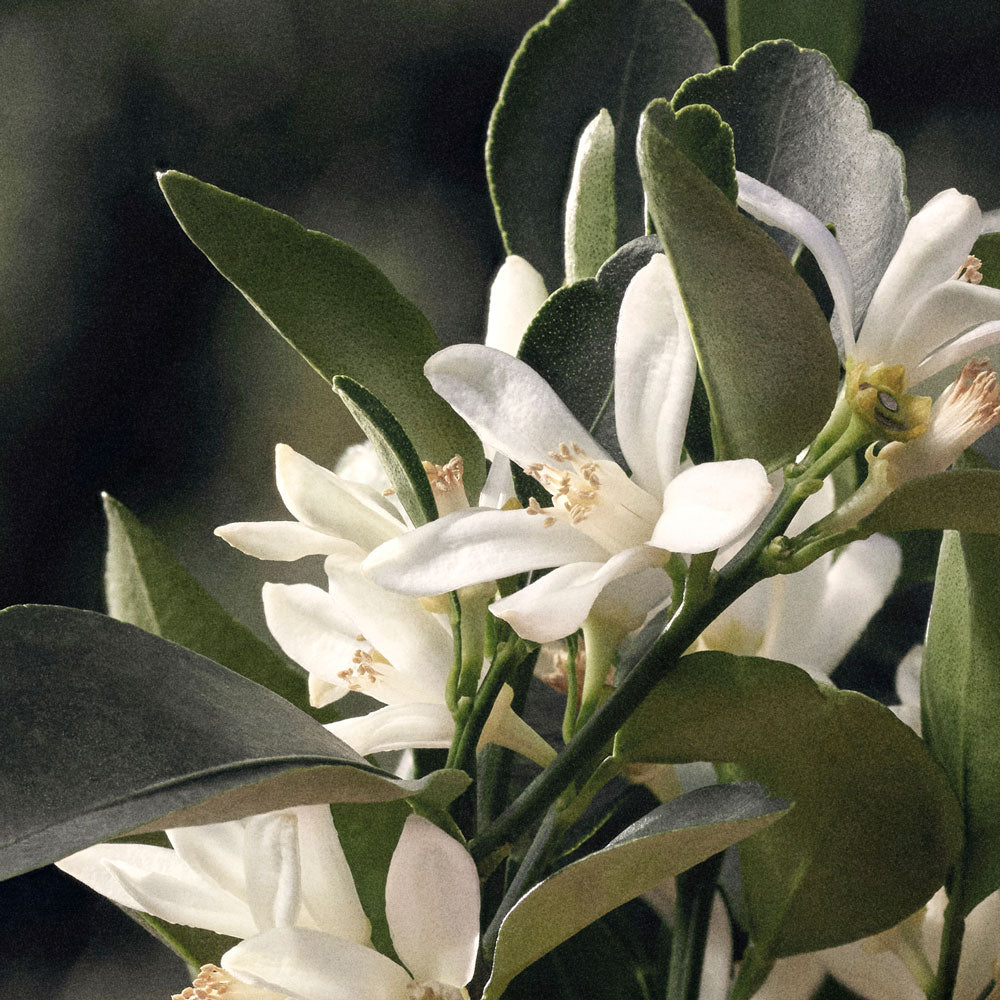 Chloé Rose Naturelle Eau de parfum Ricaricabile_3616302038367_Chloé-6