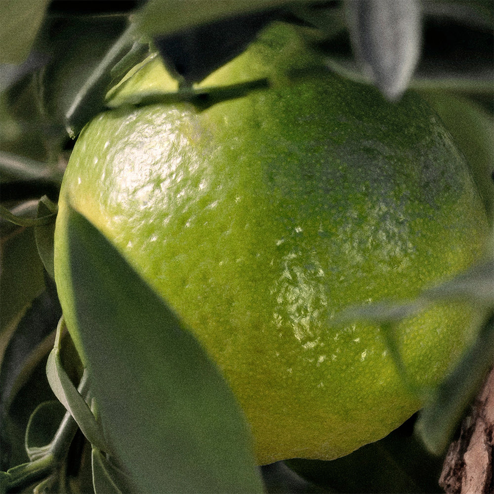 Chloé Rose Naturelle Intense Eau de parfum_3616302038138_Chloé-5