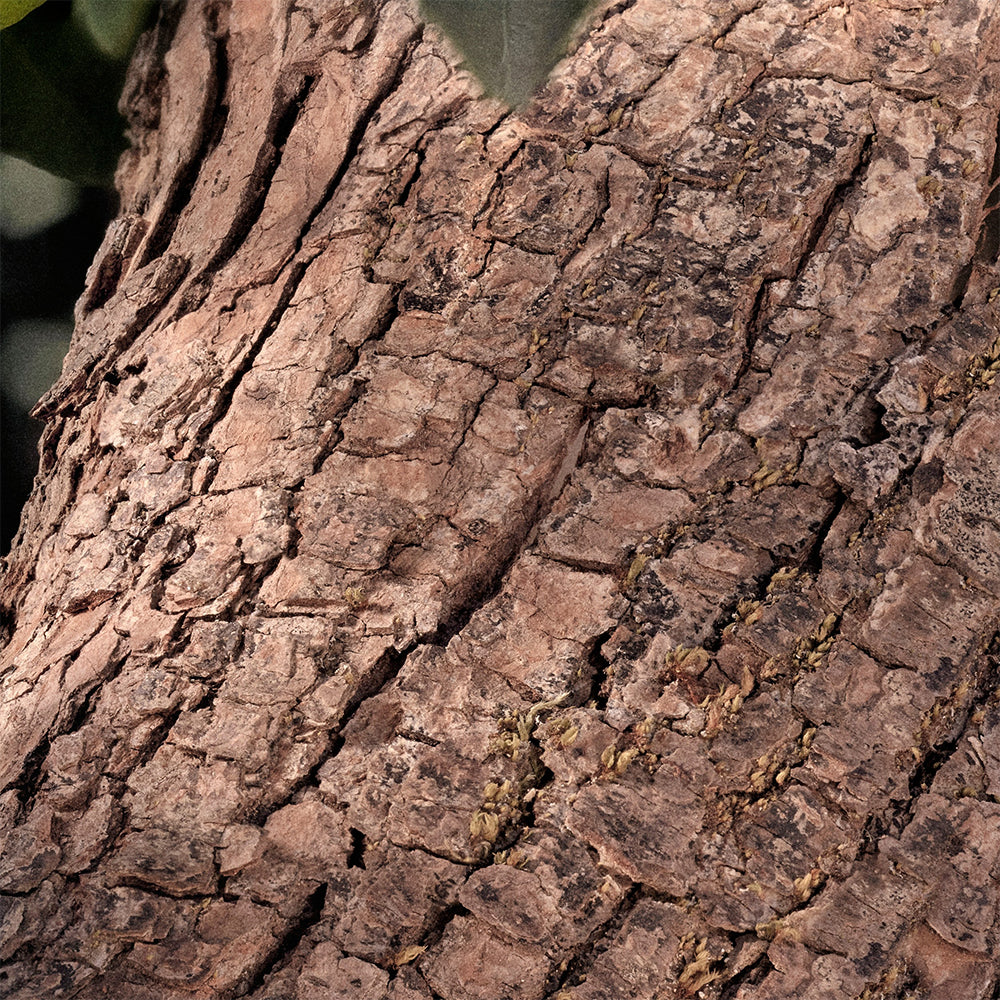 Chloé Rose Naturelle Intense Eau de parfum_3616302038138_Chloé-6