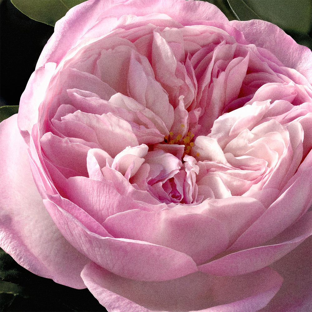 Chloé Rose Naturelle Intense Eau de parfum Ricarica_3616303312398_Chloé-8