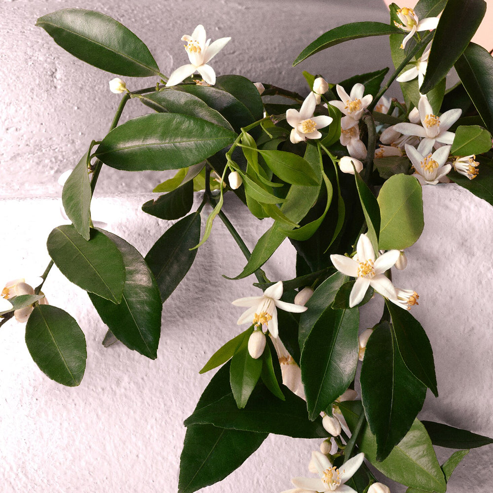 Devotion Eau de Parfum Intense_8057971188277_Dolce & Gabbana-5