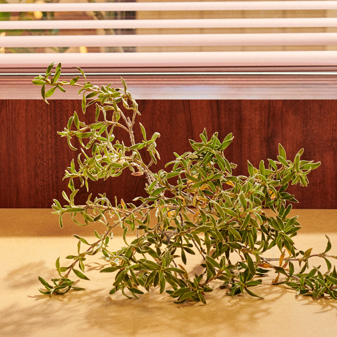 Guilty Parfum Pour Homme_3616301794608_Gucci-6