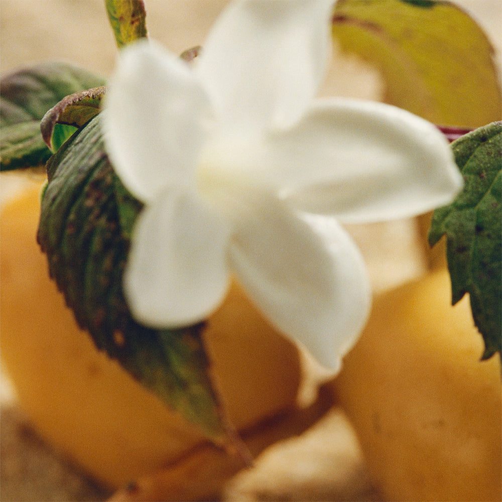 Jasmin Naturel Intense Eau de parfum_3616303459659_Chloé-5