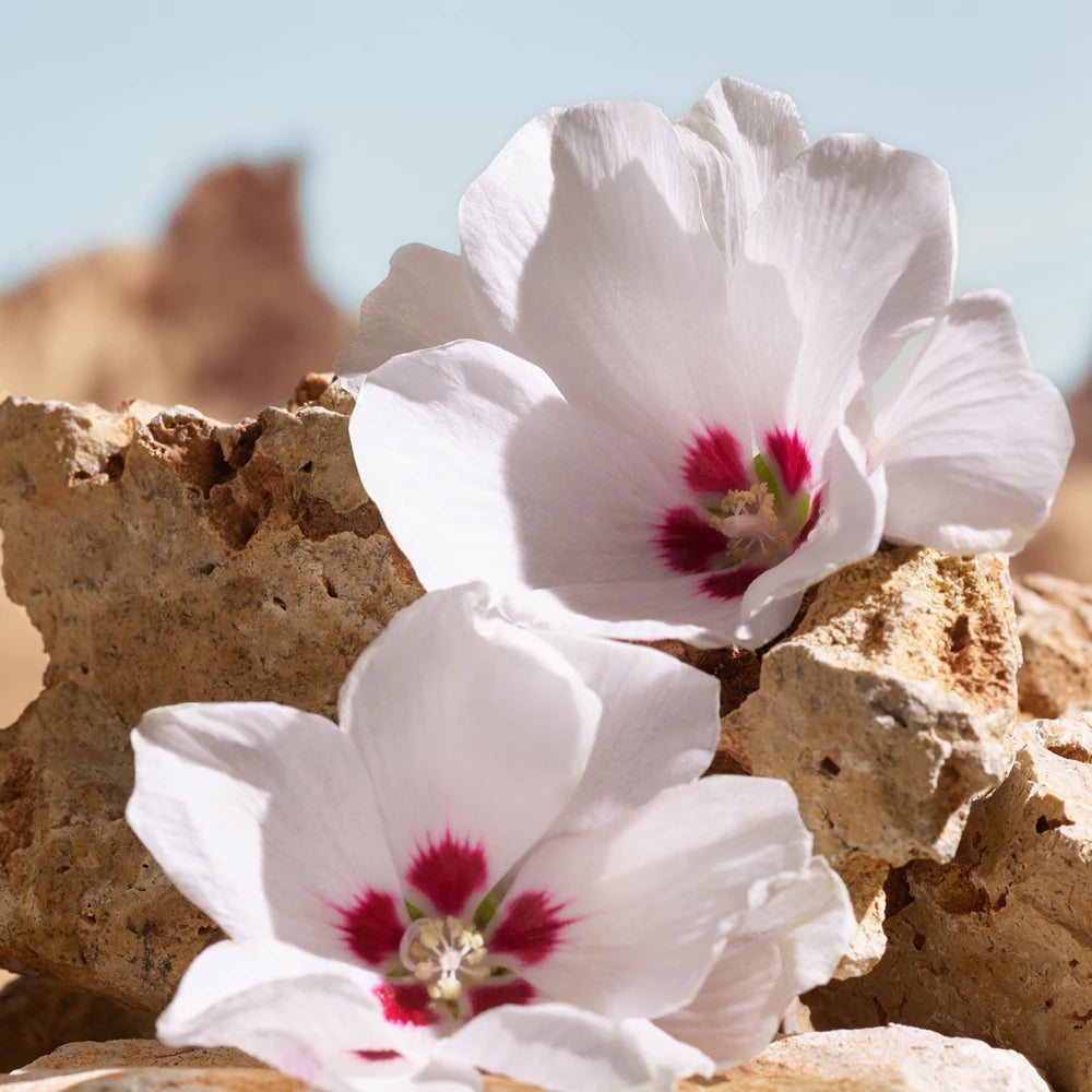 K by Dolce & Gabbana Elixir_8056669925378_Dolce & Gabbana-5