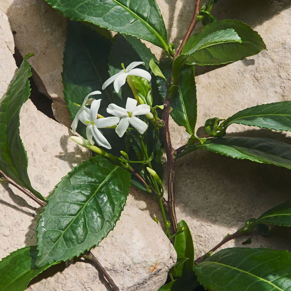 Light Blue Capri In Love Pour Femme Eau de Parfum_8054754407235_Dolce & Gabbana-5