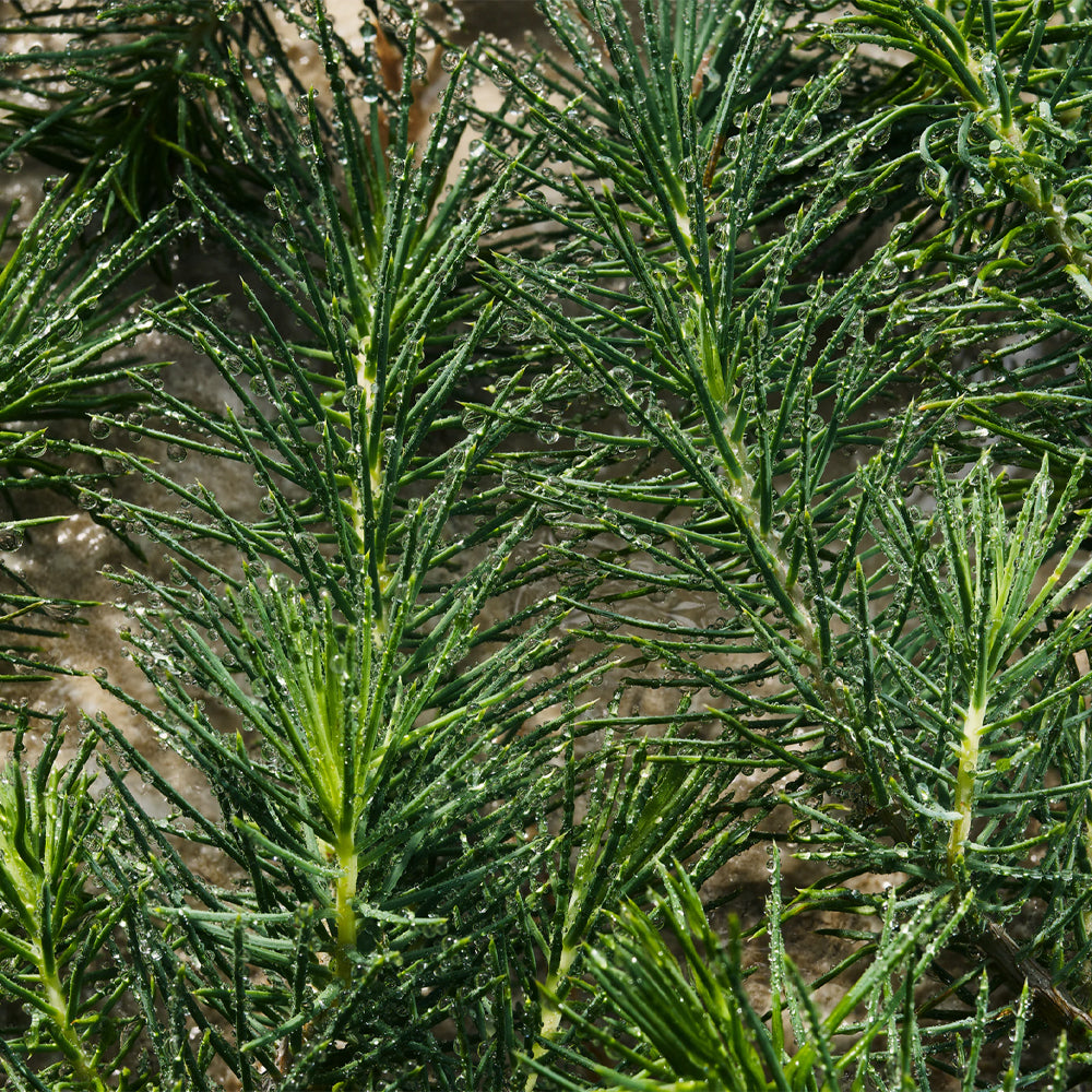 Light Blue Pour Homme Eau de Parfum_8056669925705_Dolce & Gabbana-5