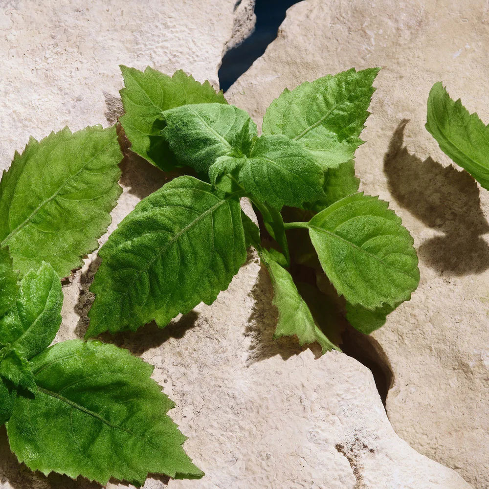 Light Blue Pour Homme Eau de Toilette_8057971188109_Dolce & Gabbana-5