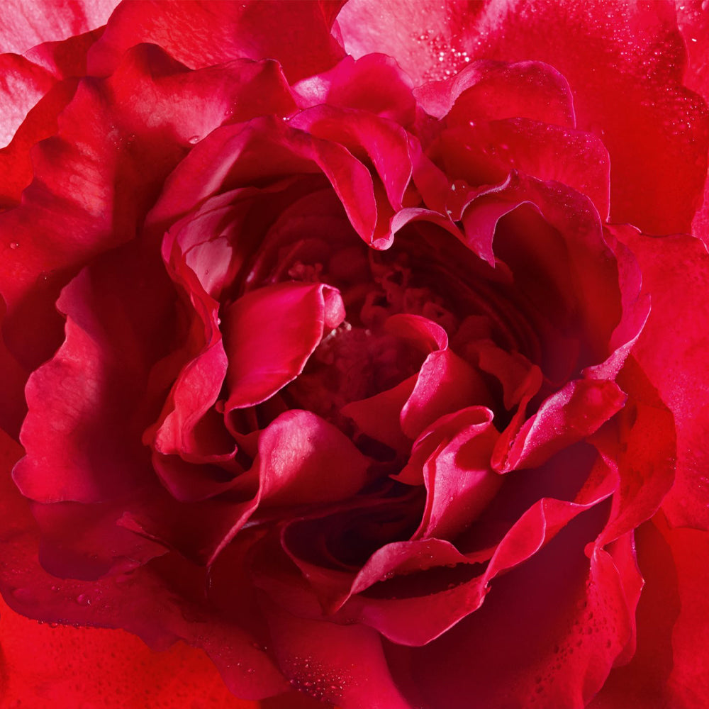 Mon Guerlain Bloom of Rose Eau de Parfum_3346470139466_Guerlain-4