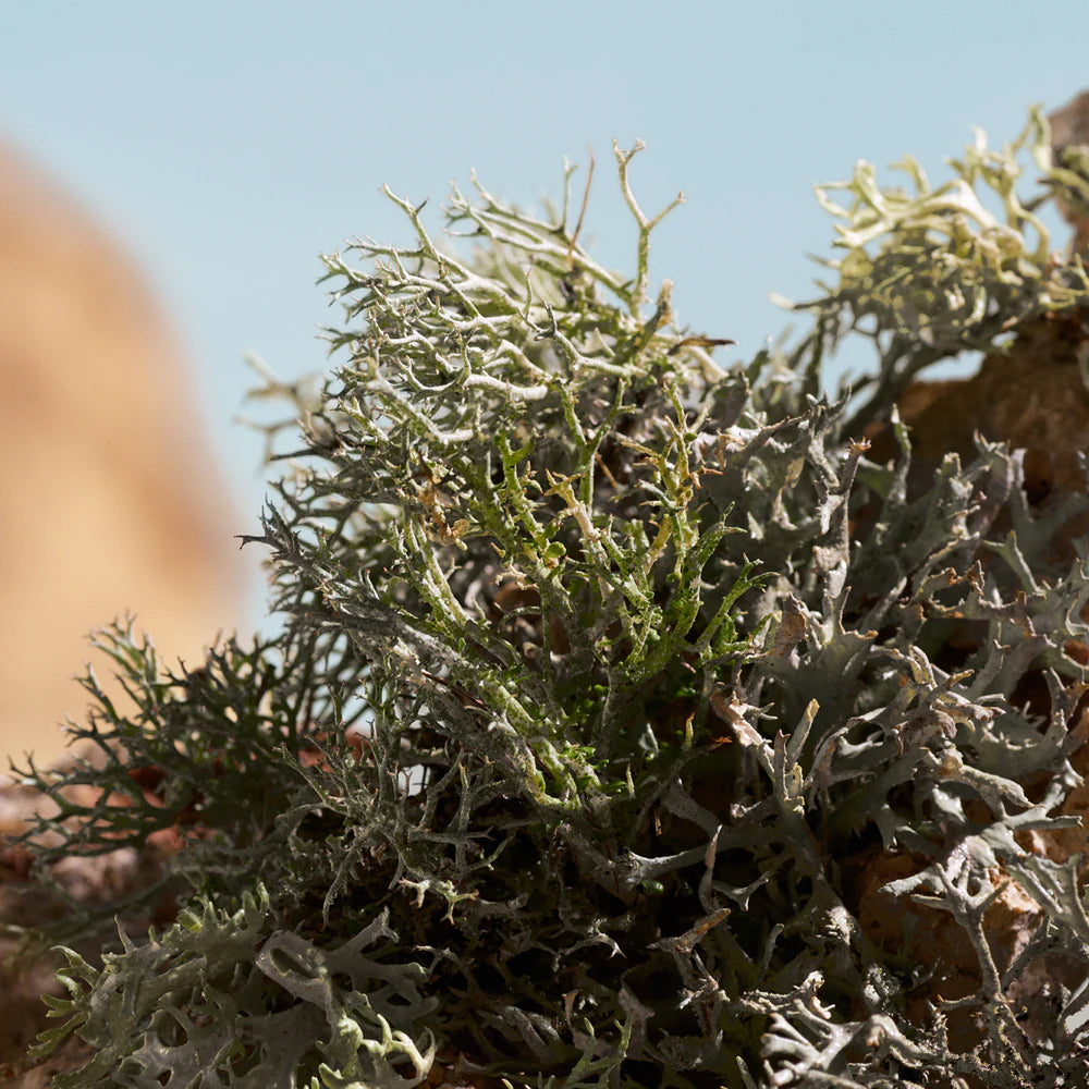 Q by Dolce & Gabbana Elixir_8056669925408_Dolce & Gabbana-5