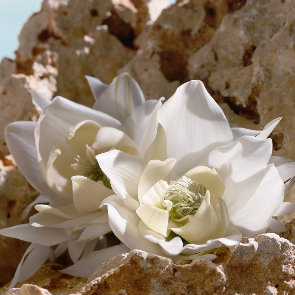 Q by Dolce & Gabbana Elixir_8056669925408_Dolce & Gabbana-6