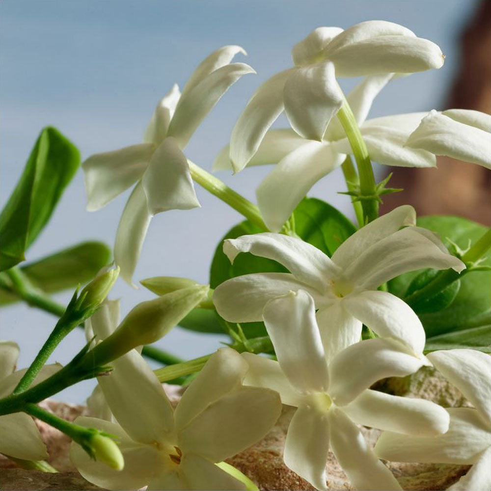 Q by Dolce & Gabbana Parfum_8054754405033_Dolce & Gabbana-5