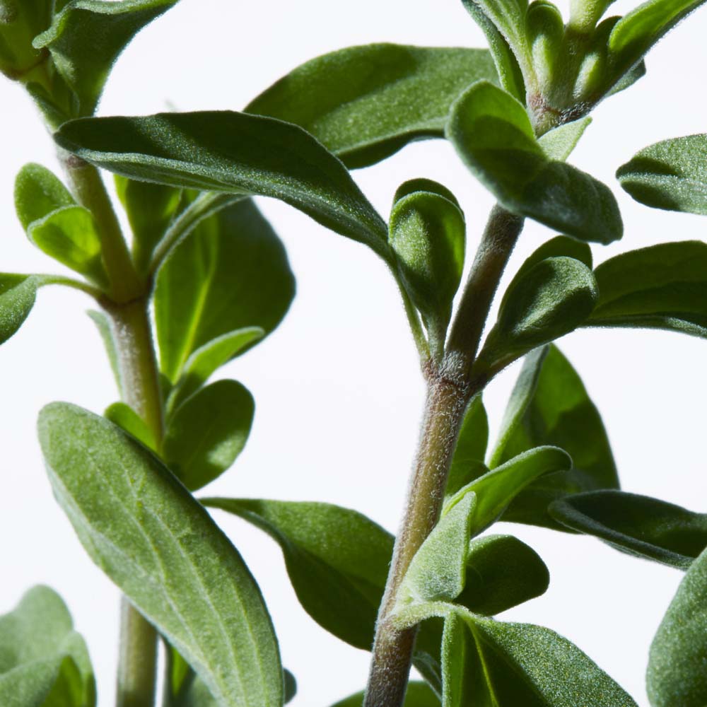 Ultimune Eye Power Infusing Concentrate_768614154785_Shiseido-4