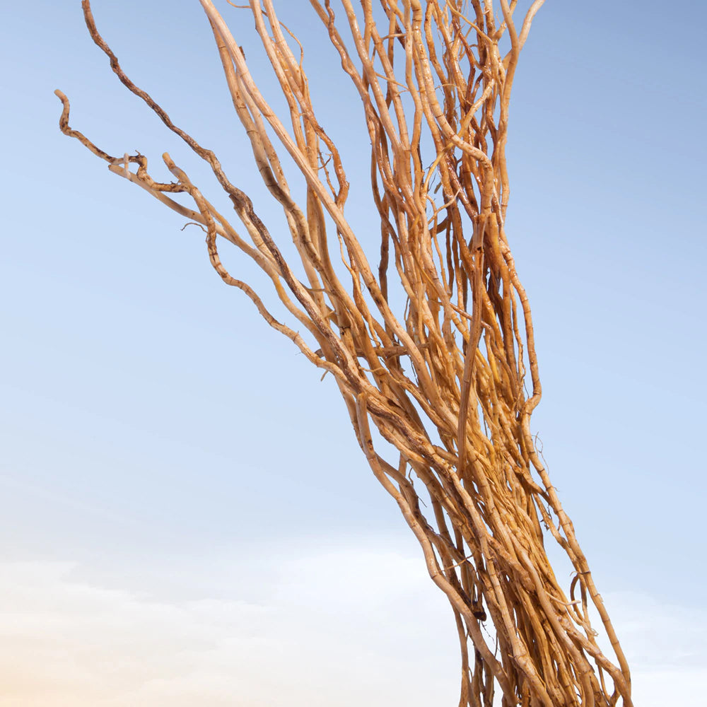 Wanted Eau de Toilette_3351500002702_Azzaro-6