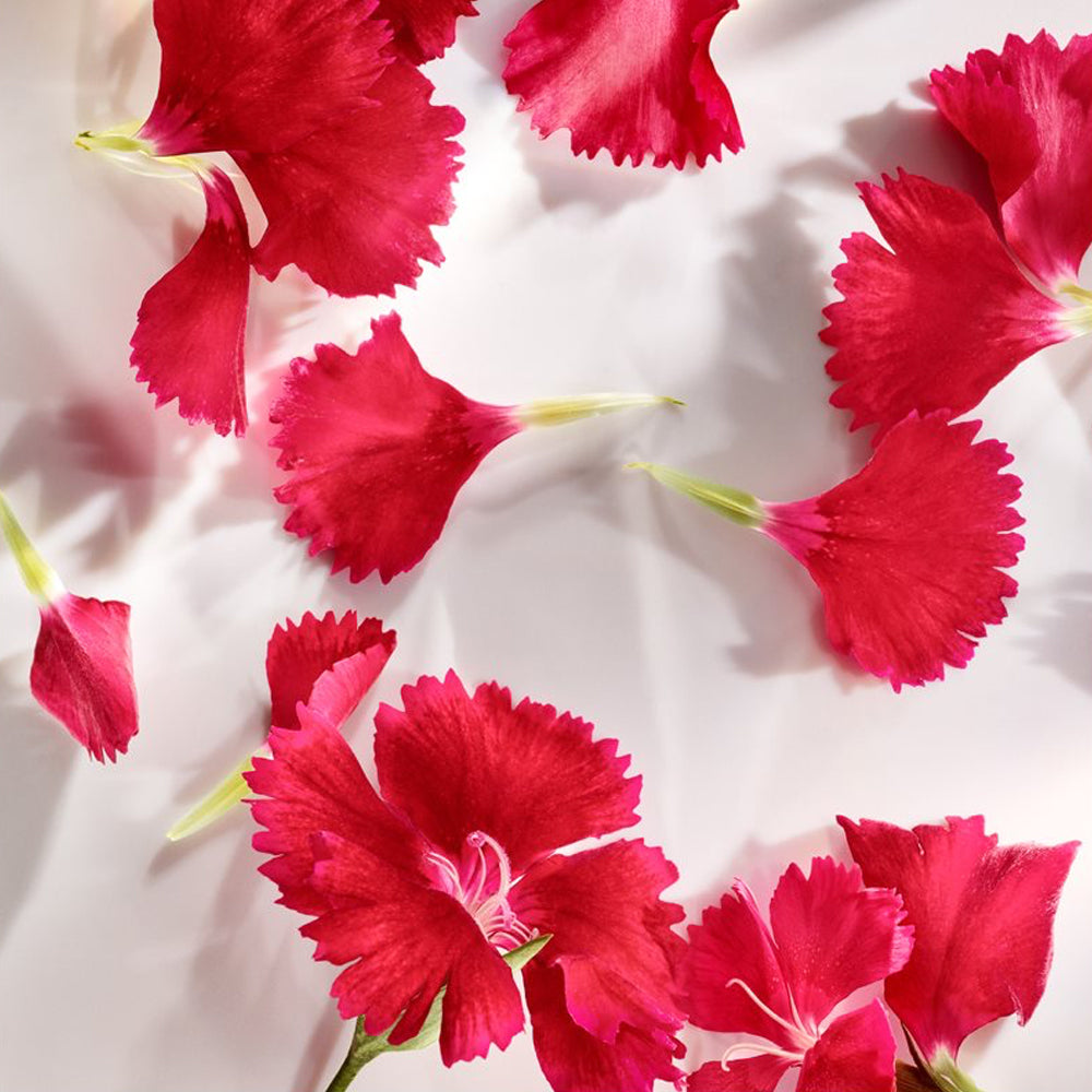 Wonderlust Eau de parfum_022548366462_Michael Kors-4